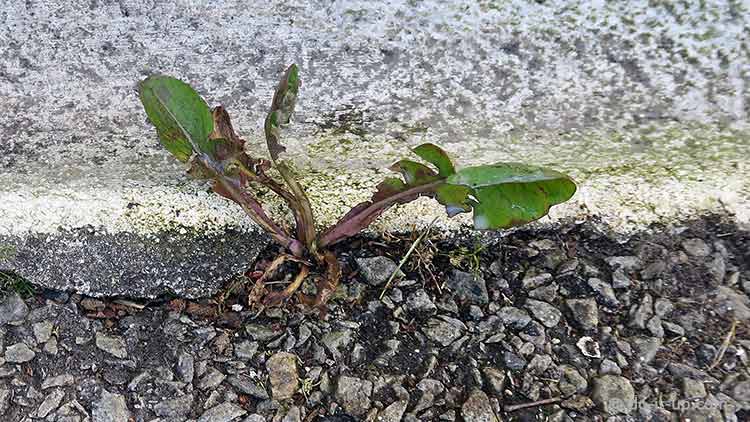 How to Repair a Driveway - Weeds